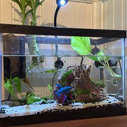 Betta Fish Tank 