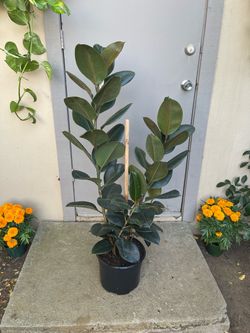Ficus Elastica Burgundy Rubber Tree Plant 10” Pot