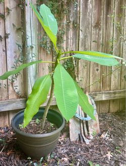 Plumeria tree