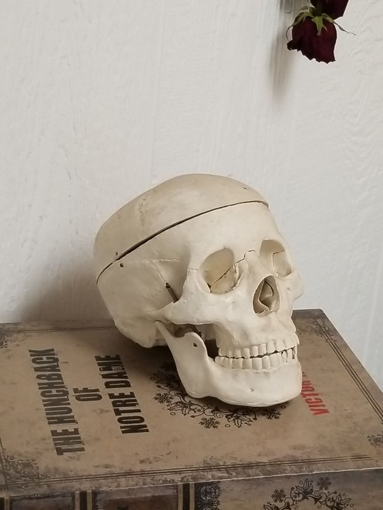 anatomical studies resin cranium