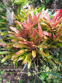 Bromeliads
