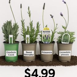 LAVENDER PLANTS ON SALE