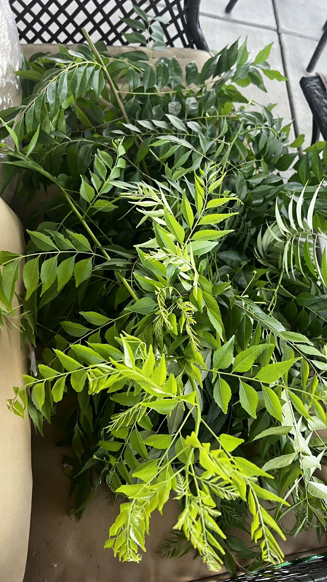 Curry Leaves