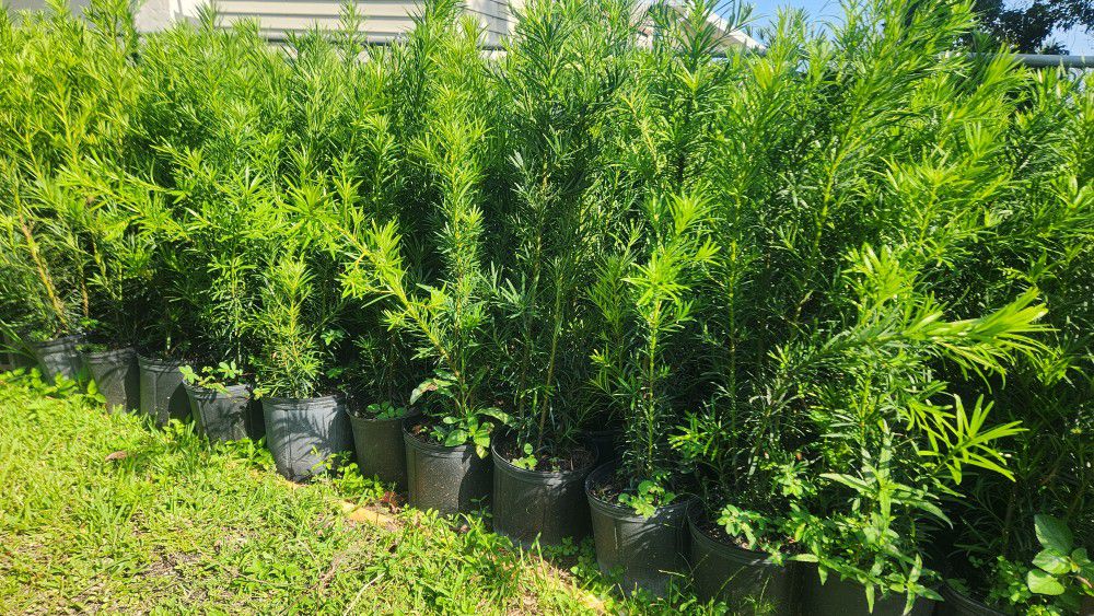 Beautiful Podocarpus Plants For Privacy!!! About 4 Feet Tall Measurements Over The Pot!!! Fertilized 