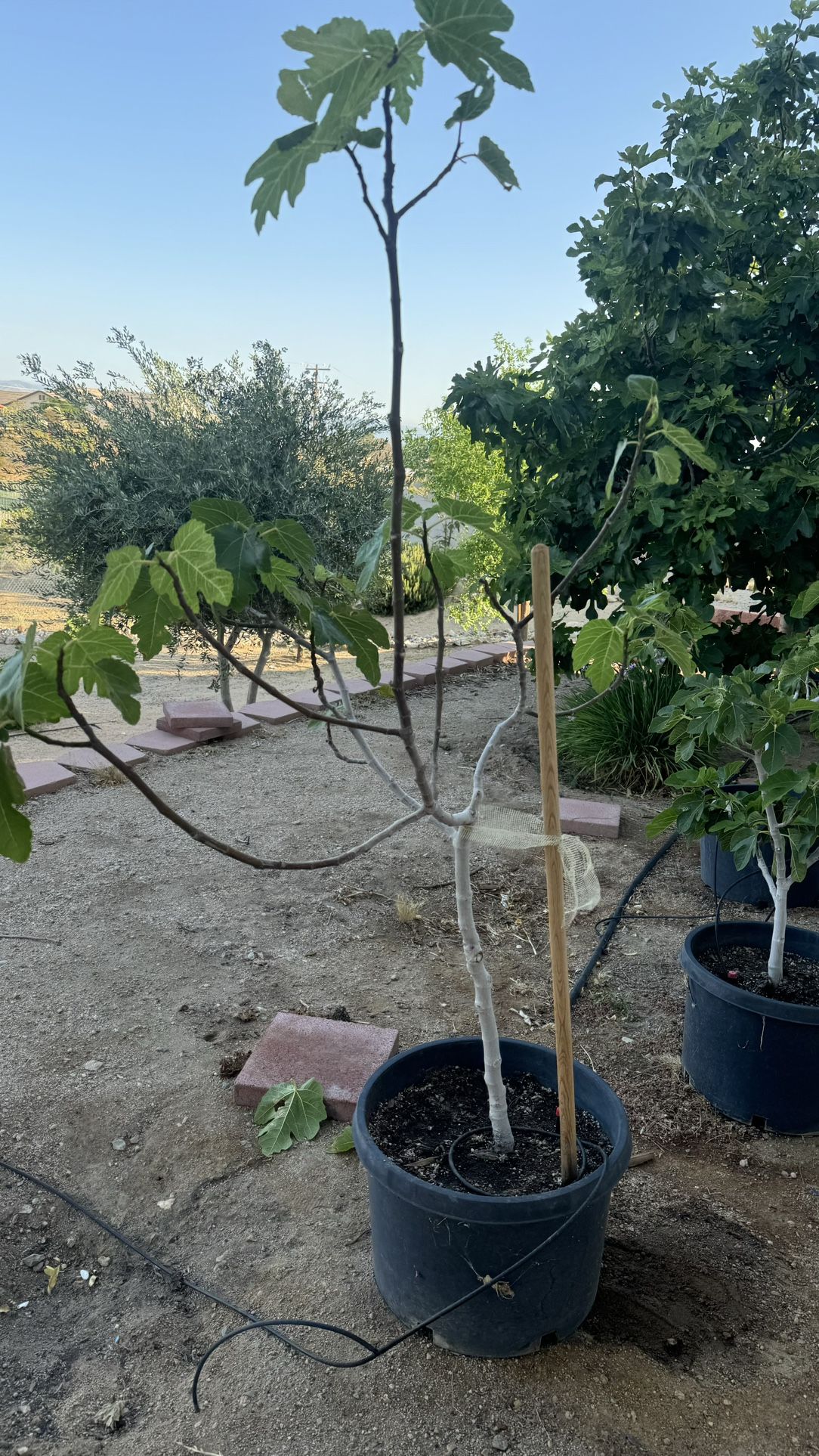 Organic Fig Tree
