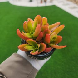 Dog Pot With Succulents