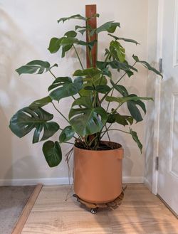 Monstera in Semi-Hydro