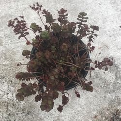 Roof Succulent Plant (Prevent Standing Water On Roof