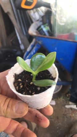 Baby jade plants