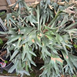 Staghorn