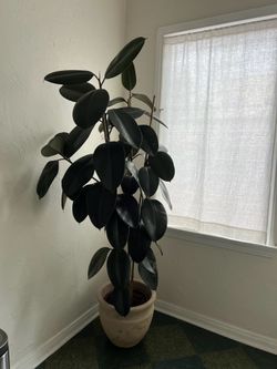 Burgundy Rubber Plant