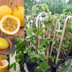 yellow passion Fruit  Plant  🪴 Plantas  de maracuya en 3gal