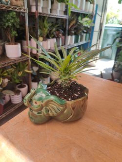 Madagascar Palm & Planter