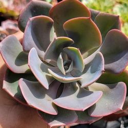 Echeveria.
