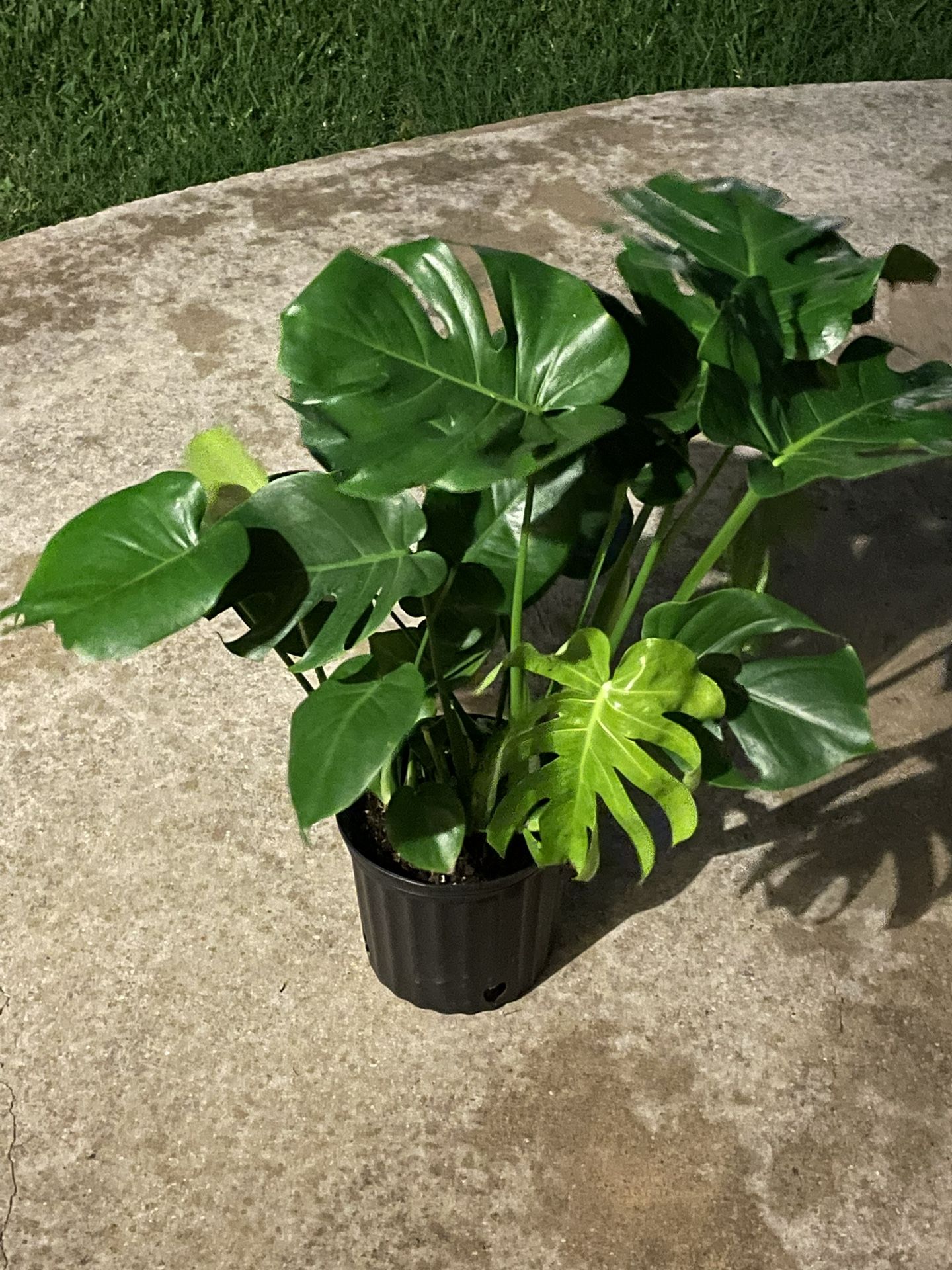 Large Monstera Plant 