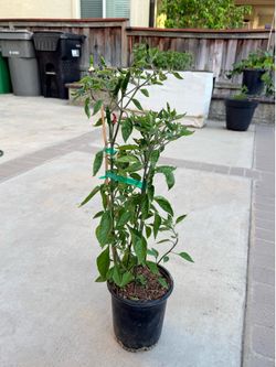 BLACK COBRA PEPPER PLANT