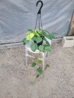 Heartleaf philodendron Plant 6" Nursery Pot