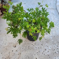 Citronella /mosquito plant
