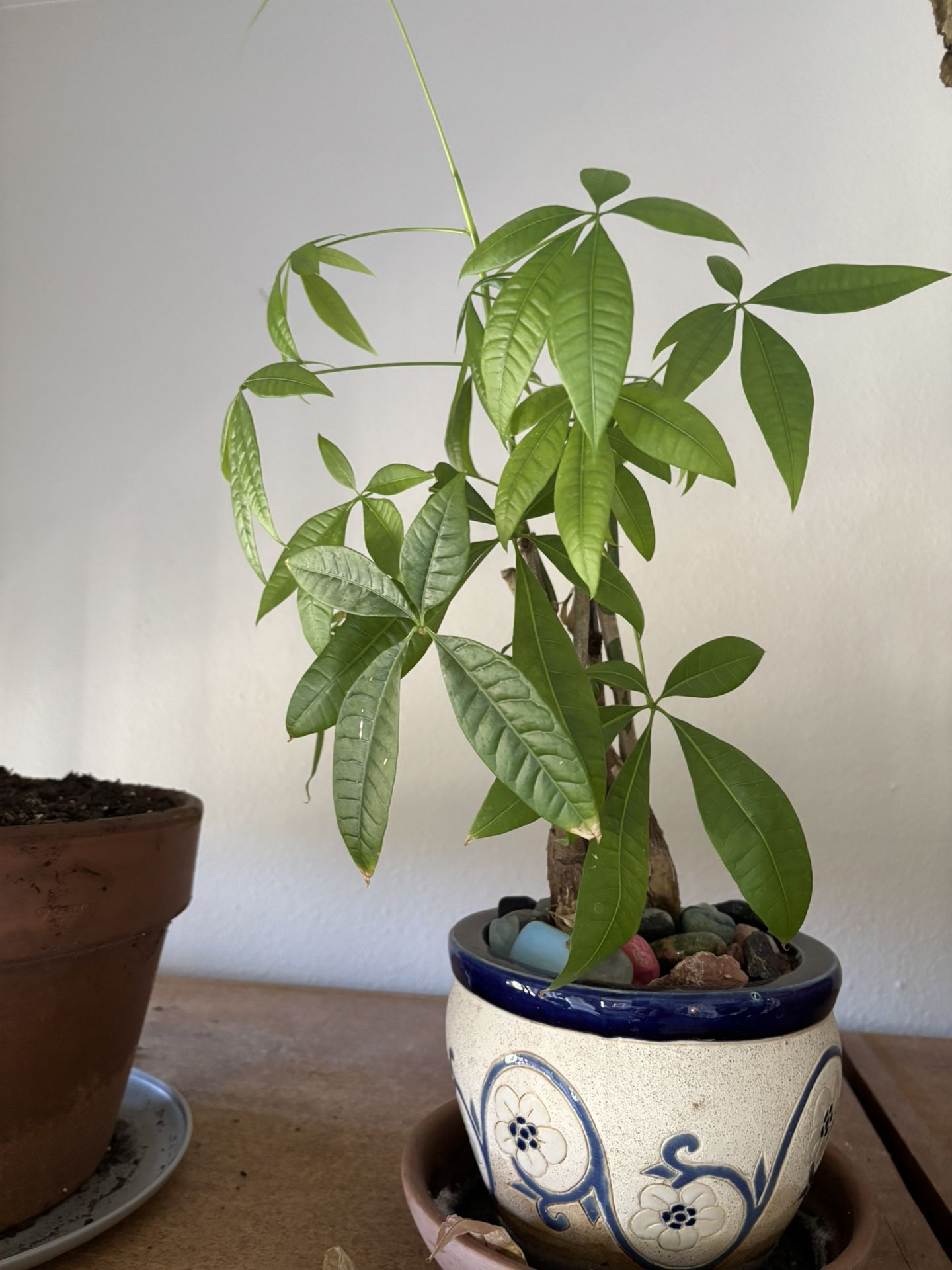 House Plants