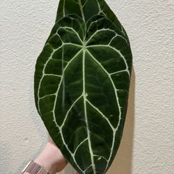 Anthurium Crystallinum  