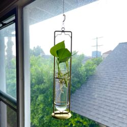 Celestial Moon Chain Gold Hanging Plant Propagation Glass Test Tube Vase Pothos Plant Cutting