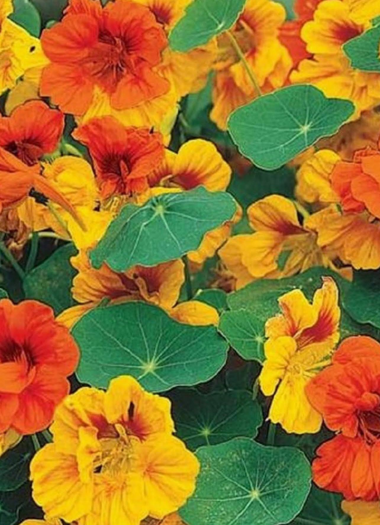 Nasturtium Edible Plant, Two In One Pot, Walls And Rock Gardens.