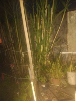 Sugar Cane Ready To Make Juice