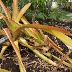 Bromeliad Giant version with red spikes flowers, tropical plant
