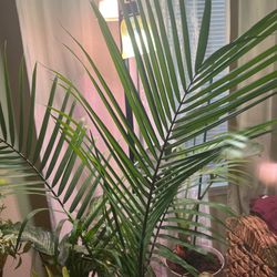  Indoor Plants 🪴, Beautiful 🤩 Plam Majesty Trees