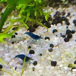 Live Decoration Aquarium