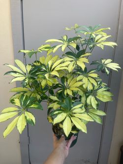 Variegated Schefflera Umbrella Tree House Plant 6” Pot