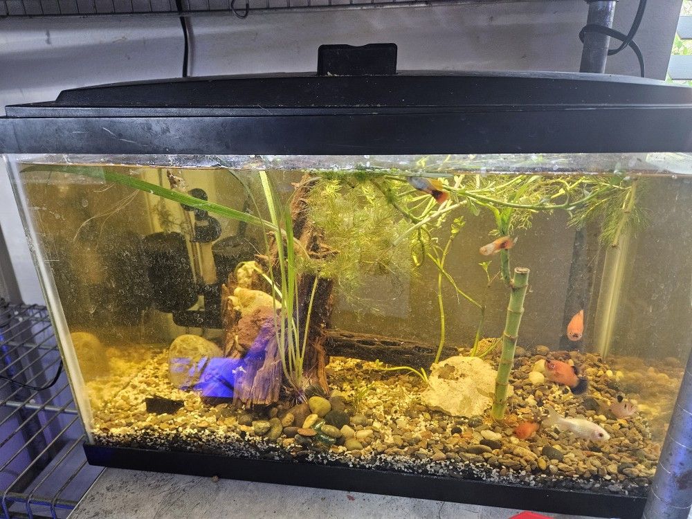 10 Gallon Frsh Water Plants Complete Aquarium Setup.