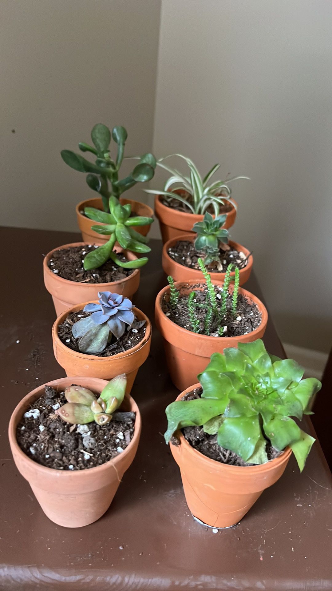 MOVING, MUST FIND NEW HOMES FOR MY HOUSEPLANTS!!