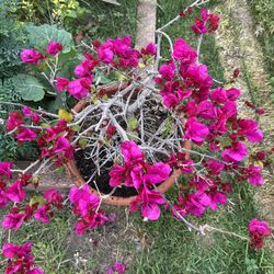 Bougainvillea-Bugambilia Plant 🪴 On Clay Pot