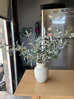 Olive plant