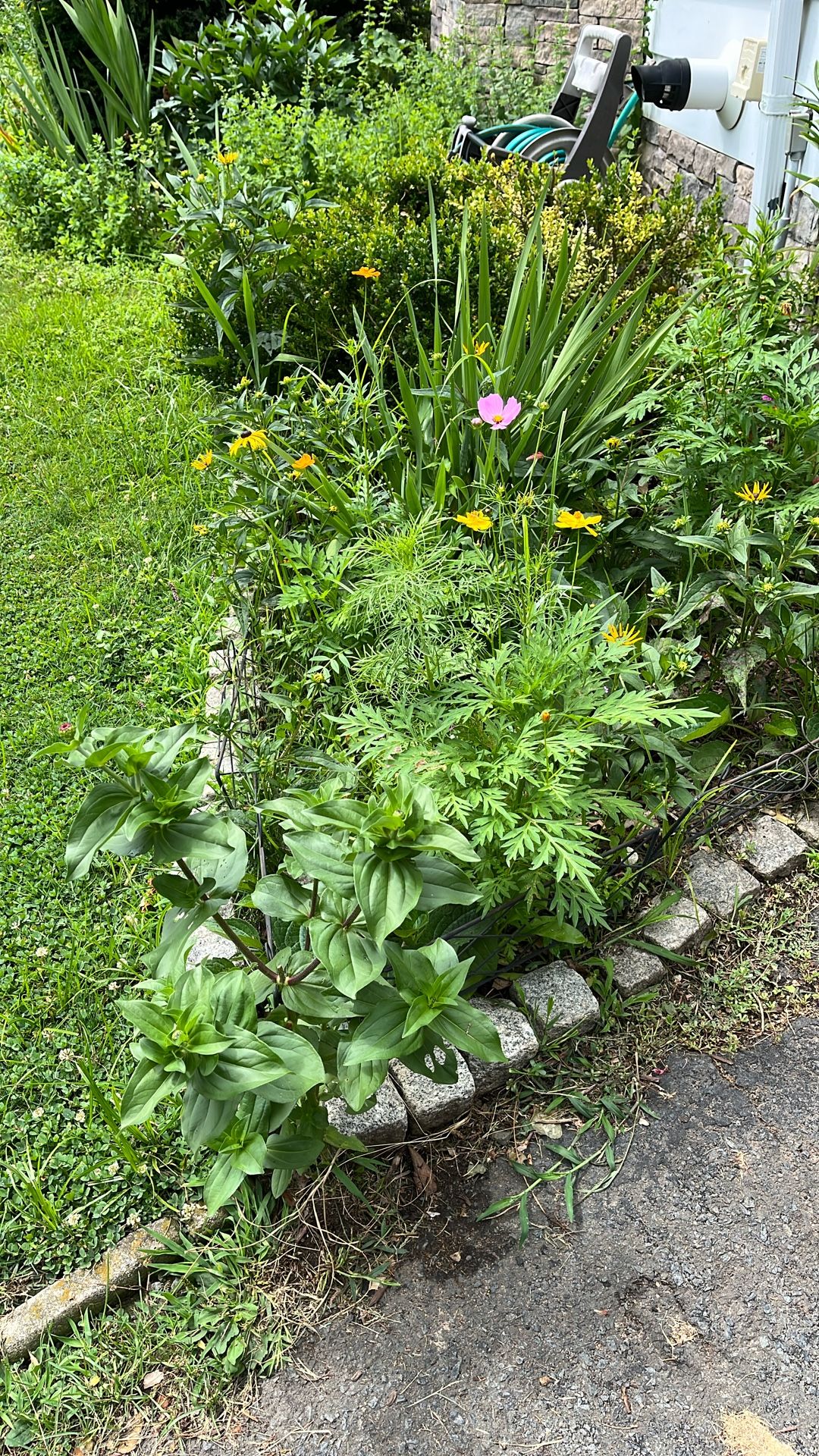 Lawn Cutting