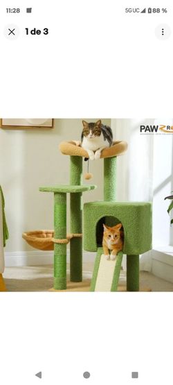 Cat scratches post green cactus new