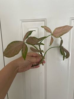 Pink Syngonium plant CUTTING- active roots