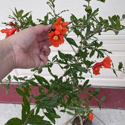 Red Ruby pomegranate plant