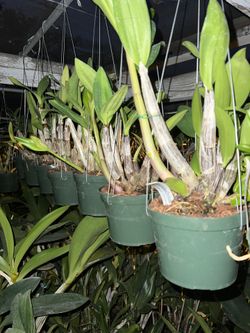 Dendrobium Hybrid