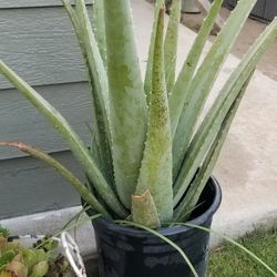 Aloe Vera Plants