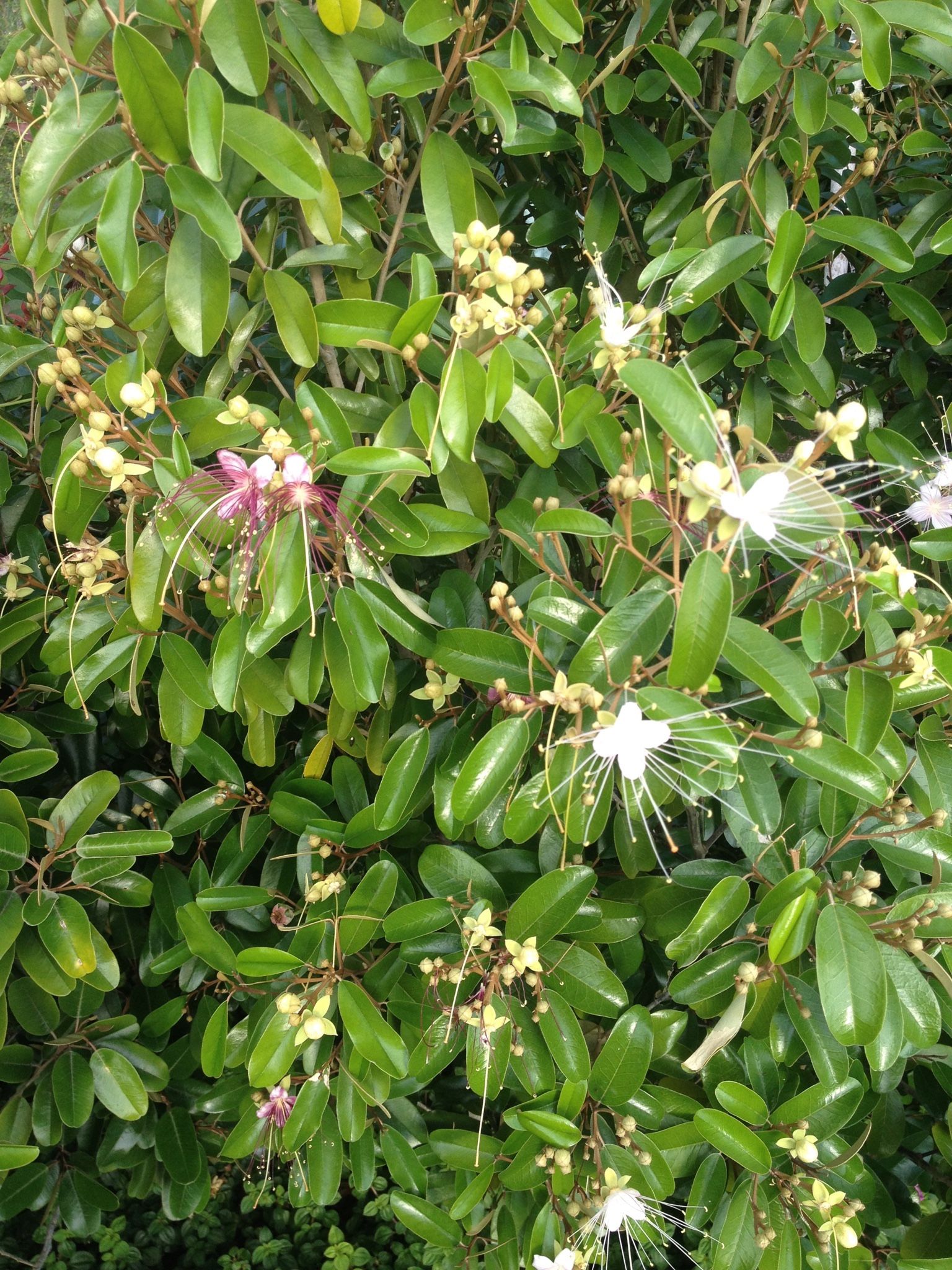 Jamaican Caper, Florida Privet, Simpson And White Stoppers, Wild Coffee, Pigeon Plum Tree, Gumbo Limbo Tree, Jim