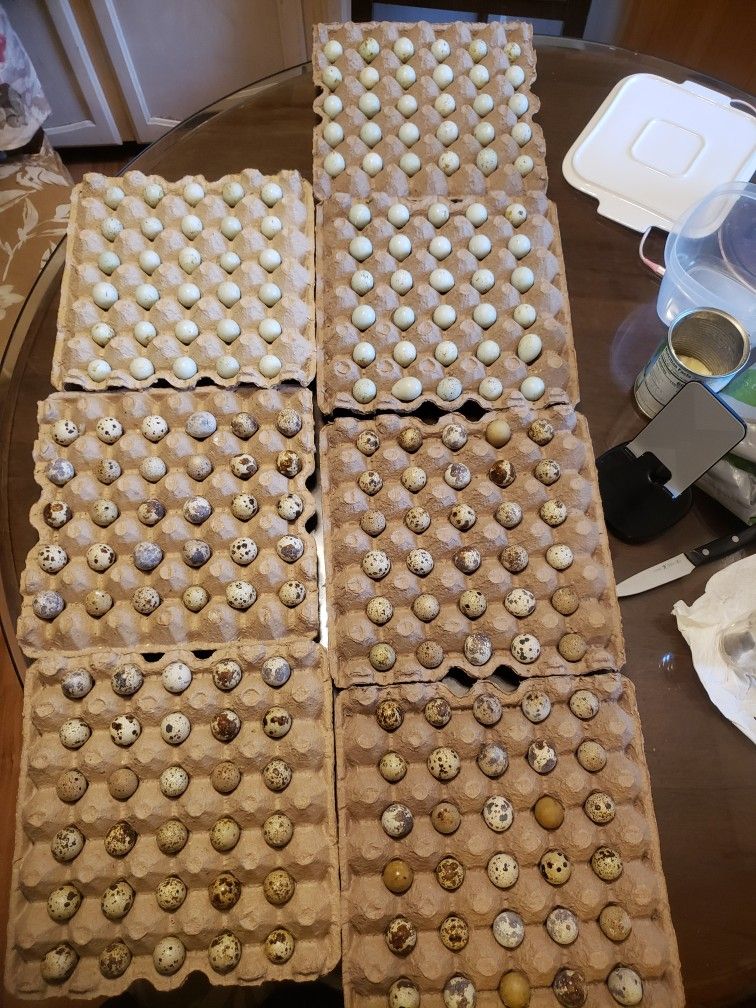 Quail Eggs