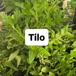 🌿 Planta: Tilo