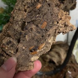 Orange Powder Isopods