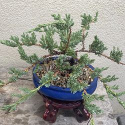 Bonsai Japanese Garden Junipers $55 Each Firm On Price