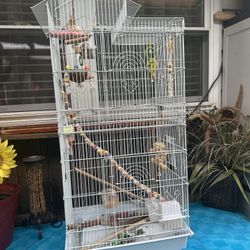  Bird Cage