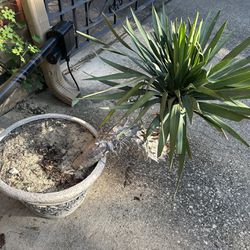 Big Yucca Plant and Pot - $40