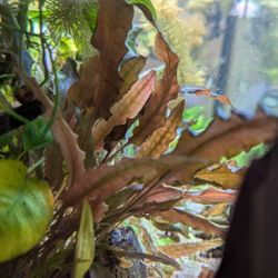 Aquarium Plants $5 Each 