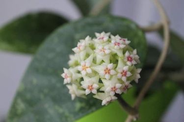 Hoya Verticillata Lao form has a very very pleasant scent